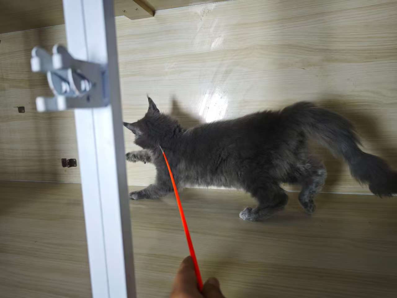 缅因猫蓝烟弟弟,三针苗全,高赛级,注小时候长癣现在已好,给它找个家
